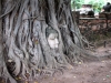 Cabeça de Buda decapitado entre as raízes de uma árvore em Ayutthaya