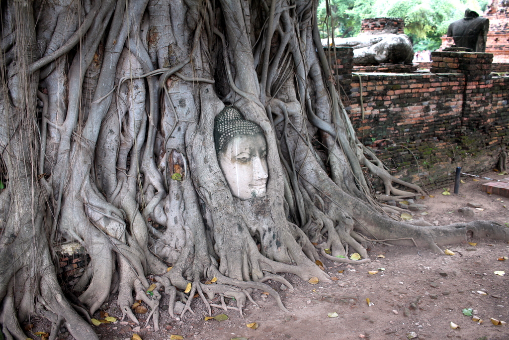 Cabeça de Buda decapitado entre as raízes de uma árvore em Ayutthaya