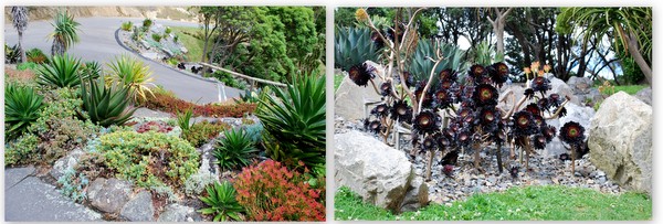 Wellington | Jardim Botânico (2)