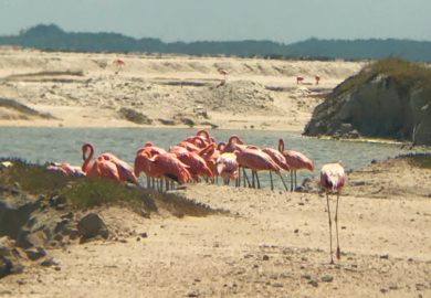 Flamingos em Yucatan