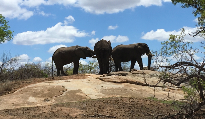 elefantes bebendo água