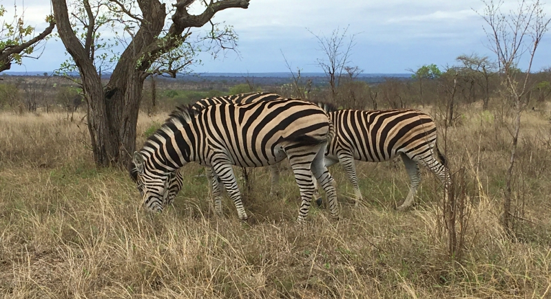 Zebra na África do Sul