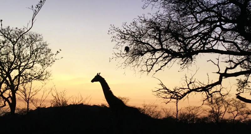 Girafa ao nascer do Sol