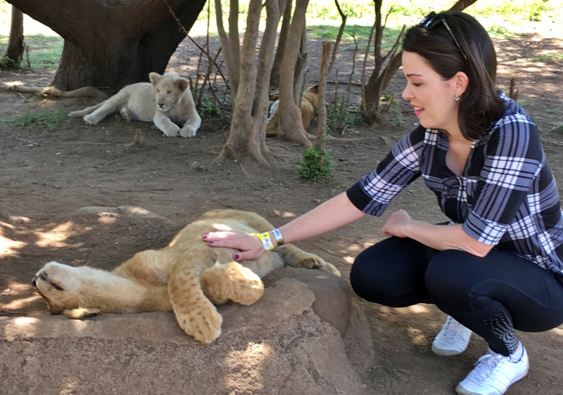 Interação com filhotes no Lion Park
