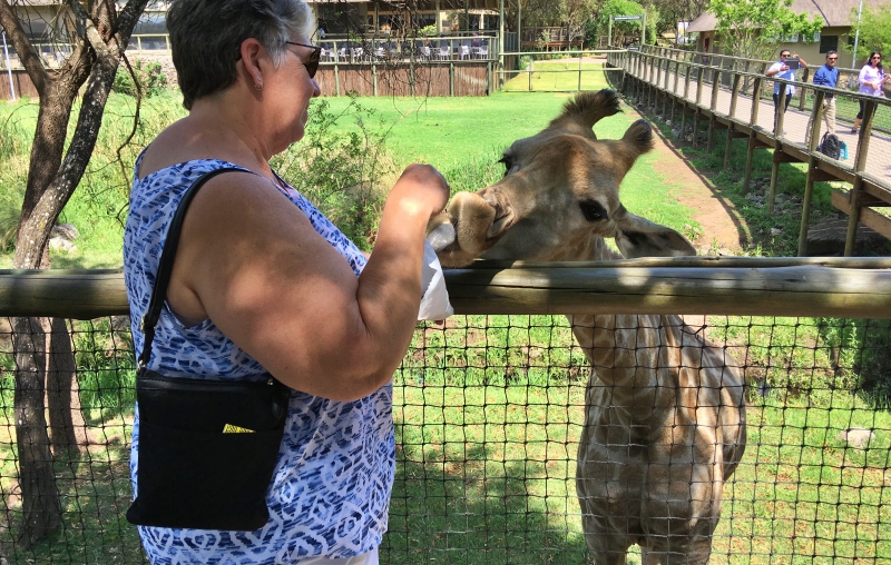 Girafa sendo alimentada