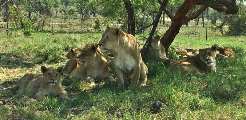 Lion Park em Joanesburgo