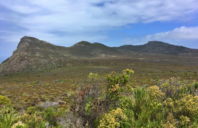 Por dentro do Table Mountain National Park