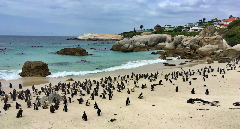 Colônia de Pinguins na África do Sul