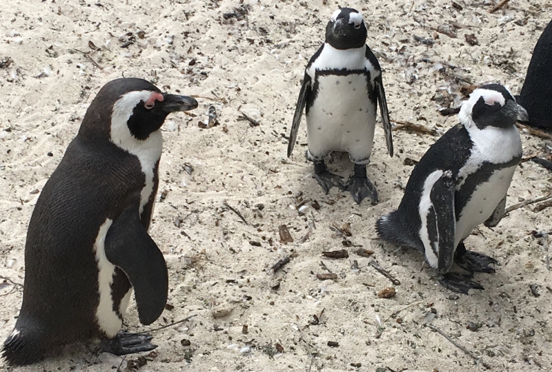 Pinguins da África do Sul