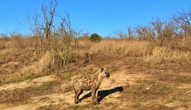 Encontro com hiena dentro do Kruger