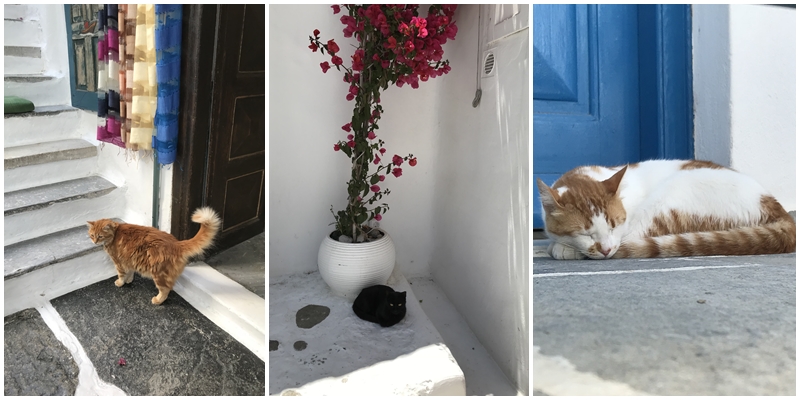 Gatos nas ilhas gregas