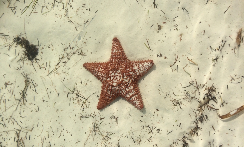 Turismo sustentável | Estrela do mar